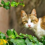 chat nature